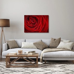 Tablou pe sticlă - detaliu de trandafir (70x50 cm)