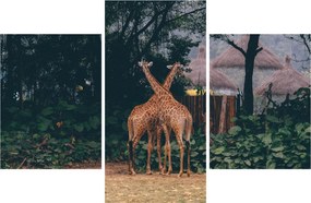 Tablou cu două girafe (90x60 cm)