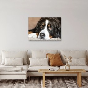 Tablou cu câine (70x50 cm)