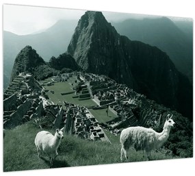 Tablou pe sticlă - Lamas la Machu Picchu în Peru (70x50 cm)