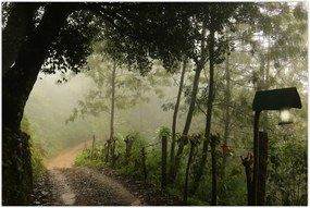 Tablou cu ceața de dimineața (90x60 cm)