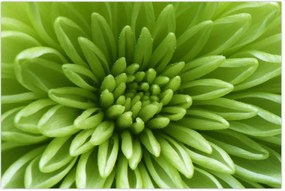 Tablou - Imagine macro a unei plante (90x60 cm)