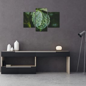 Tablou - picături pe frunză (90x60 cm)
