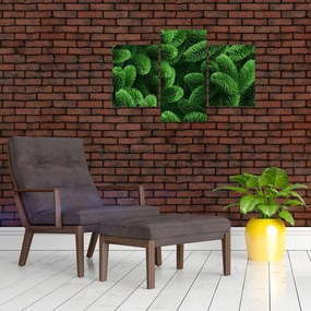 Tablou - Ramuri de conifere (90x60 cm)