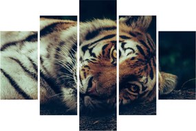 Tablou - Tigrul Siberian (150x105 cm)