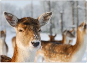 Tablou - Cerbi (70x50 cm)