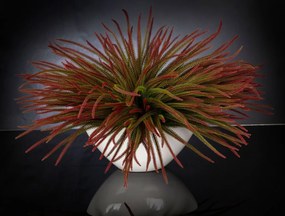 Aranjament floral mediu design LUX SLIMPINE BUSH