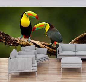Fototapet - Tucano (147x102 cm)