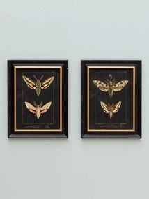 Set 2 tablouri, "Butterfly"
