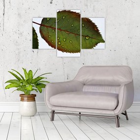 Tablou - Frunze de trandafir (90x60 cm)