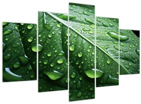 Tablou - Detaliu de frunze după ploaie (150x105 cm)