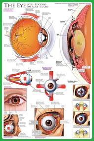 Poster The eye