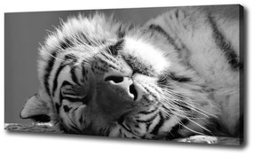 Tablou pe pânză canvas Dormit tigru