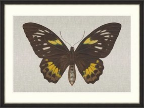 Tablou Framed Art Ornithoptera Pegasus