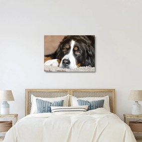 Tablou pe sticlă cu câine (70x50 cm)