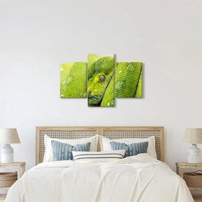 Tablou cu șarpe (90x60 cm)