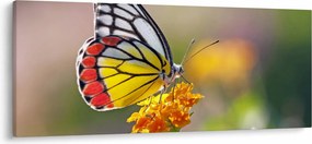 Tablou - Fluture pe floare (120x50 cm)