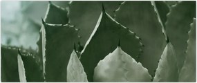 Tablou - Agave verde (120x50 cm)