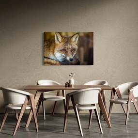 Tablou cu vulpe (90x60 cm)