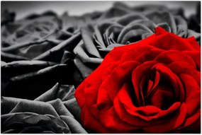 Tablou - Trandafir (90x60 cm)