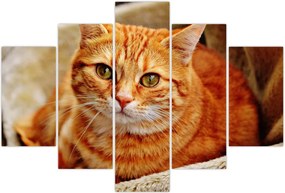 Tablou - Pisica tolenită (150x105 cm)