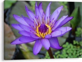 Tablou - Floare violet (70x50 cm)