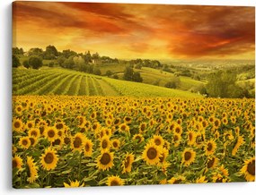 Tablou - Câmp de floarea-soarelui (70x50 cm)