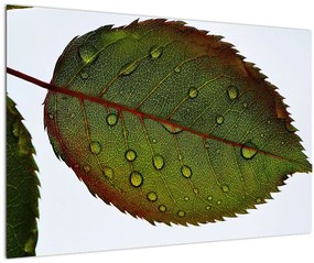 Tablou - Frunze de trandafir (90x60 cm)