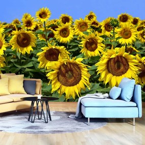 Fototapet - Floarea soarelui (152,5x104 cm), în 8 de alte dimensiuni noi