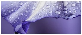 Tablou - Petală cu picături (120x50 cm)