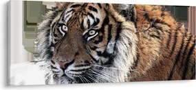 Tablou cu tigrul (120x50 cm)