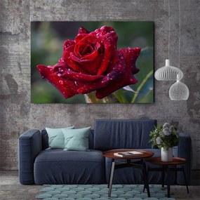 Tablou Canvas - Red rose 70 x 110 cm