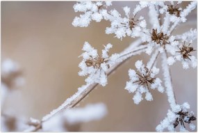 Tablou - Îngheț (90x60 cm)