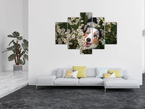 Tablou - Ciobănesc australian (150x105 cm)