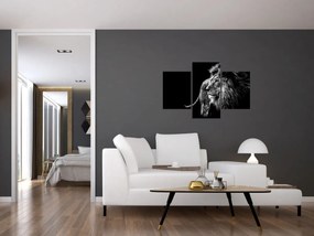 Tablou - Leu, alb și negru (90x60 cm)