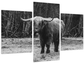 Tablou - Vacă scoțiană (90x60 cm)