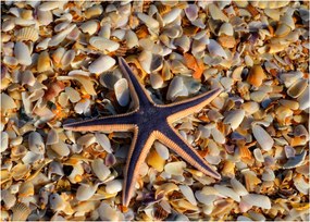Tablou cu stea de mare (70x50 cm)