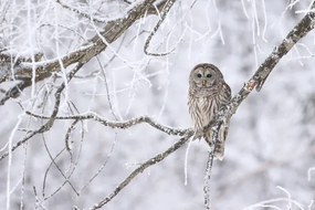 Fotografie le gardien., Denis Dumoulin