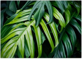 Tablou - Frunze tropicale (70x50 cm)