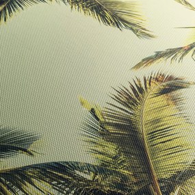 Tablou - Palmieri de cocos (120x50 cm)