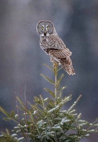 Fotografie Tree Top Great Gray Owl, Scott Suriano