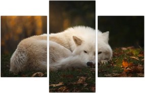 Tablou - Lupul care se odihnește (90x60 cm)