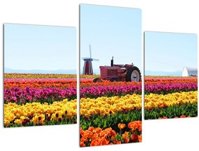 Tablou cu farma de lalele (90x60 cm)