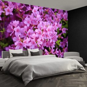 Fototapet Rhododendron roz