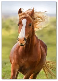 Imagine de sticlă Un cal în galop