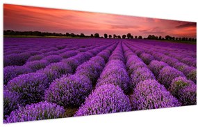 Tablou - Câmp de lavandă (120x50 cm)