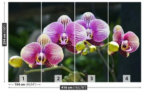 Fototapet Orchid Violet