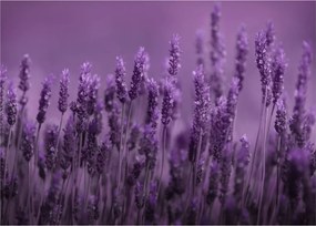 Tablou - Lavanda (70x50 cm)