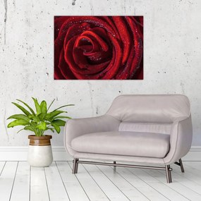 Tablou pe sticlă - Trandafir roșu cu picături de rouă (70x50 cm)