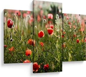 Tablou cu maci (90x60 cm)
